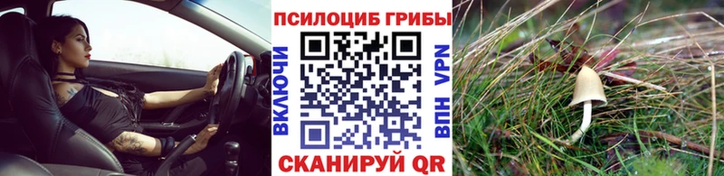 Купить где  Гвардейск  Галлюциногенные грибы MAGIC MUSHROOMS 